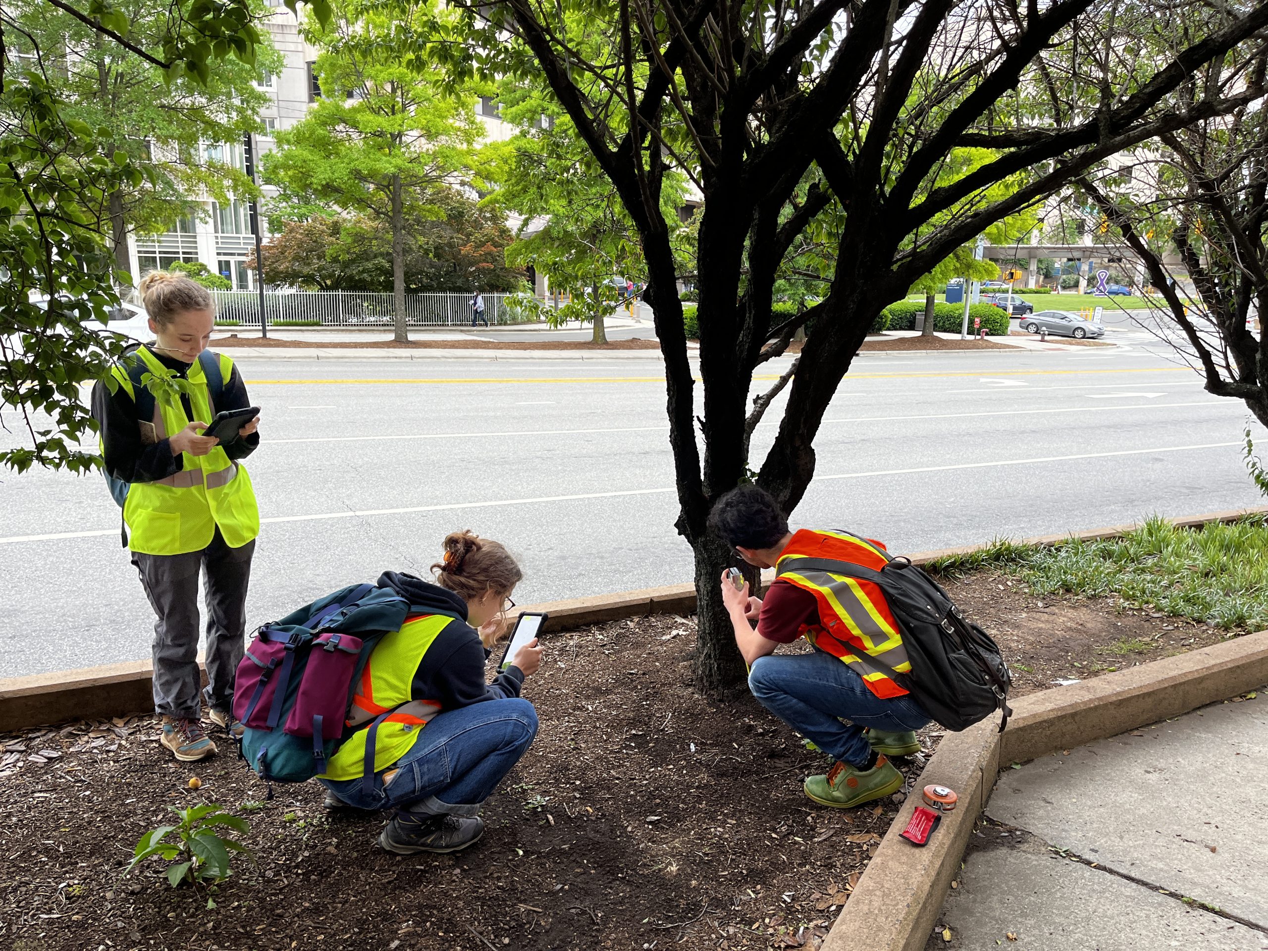 young people in vests looking at an apricot tree, two squatting down and one entering data in a tablet standing up