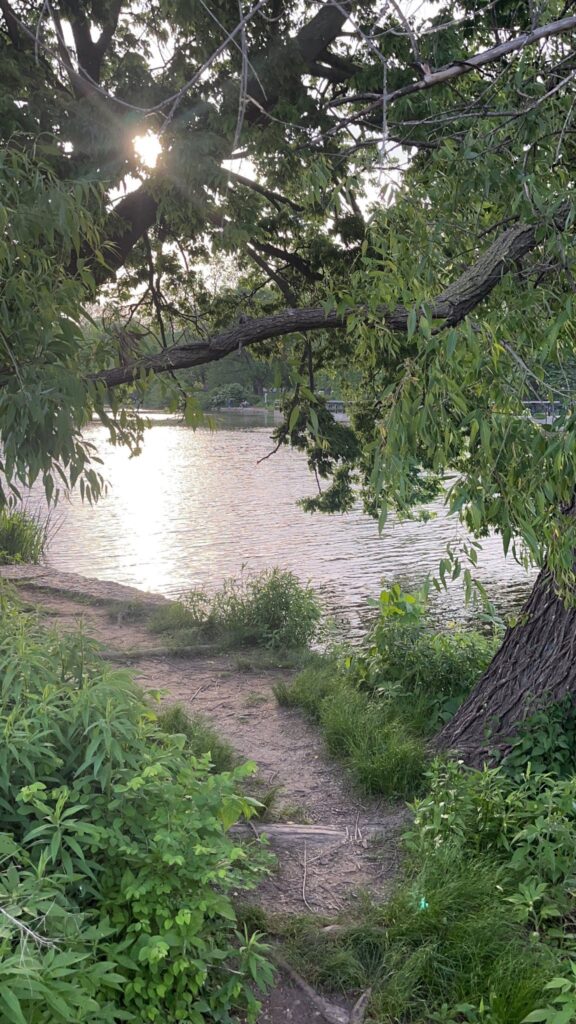 pond visible behind dirt path and tree branches