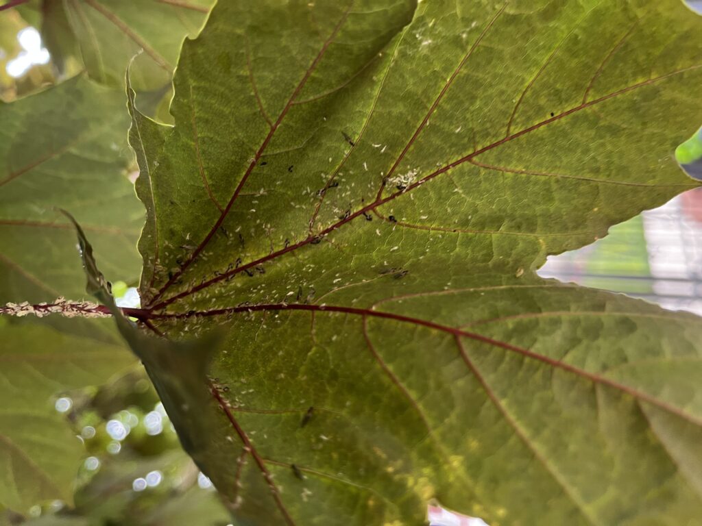 small white insects on Norway maple leaf by the veins