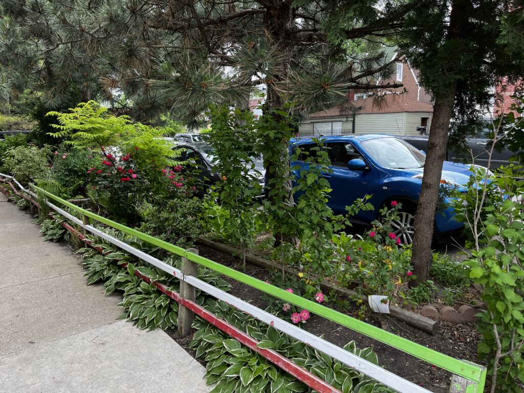 A sidewalk planting strip with trees, bushes, roses, and a red, white and green fence separating the plants from the sidewalk. 