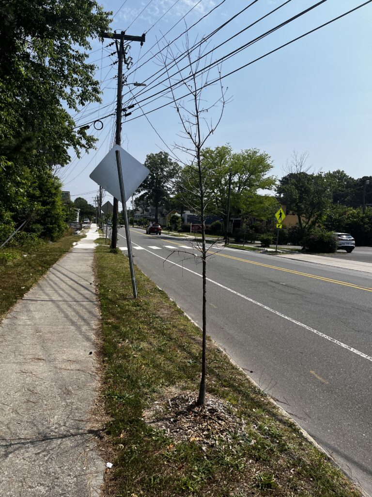 A young street tree in a sidewalk planting strip with mulch but no leaves